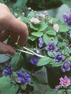 Pruning African Violets