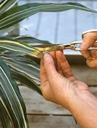 Cutting off brown tips of plants