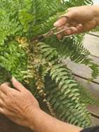 Trimming ferns