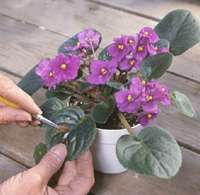 Removing dust from African violets