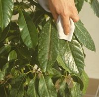 Removing dust from large plants