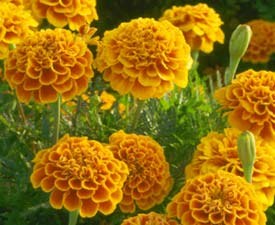 marigolds.jpg (16759 bytes)