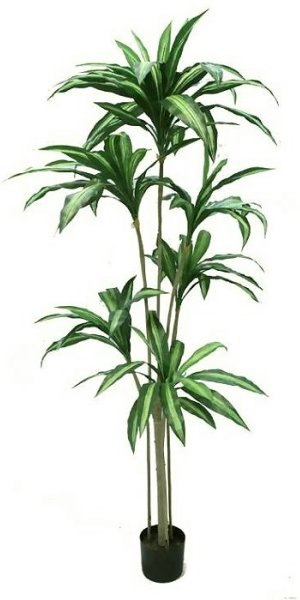 εξασθενημένα θιβετιανά φυσικά φυτά)