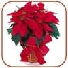 poinsettiamodel-mid.jpg (8695 bytes)