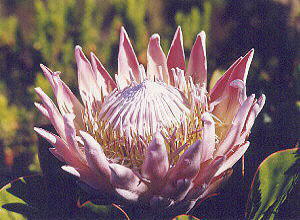 King Protea - Photo: Nigel Forshaw