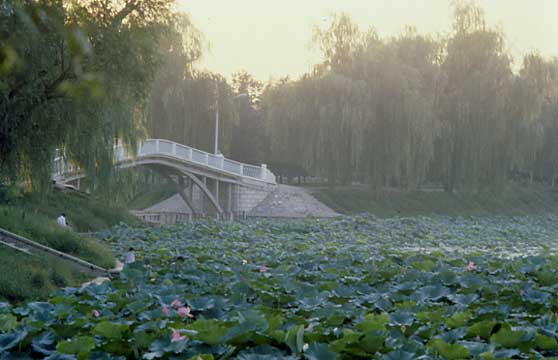 Lily pads, Purple Bamboo Park