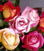 roses.gif (44436 bytes)