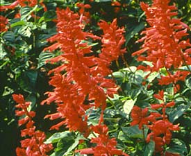 salvia.jpg (19786 bytes)