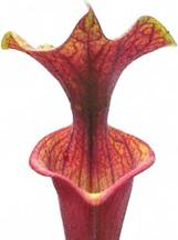 Sarracenia Flava