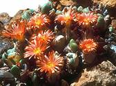 conophytum