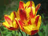 tulips_W12_800.jpg (83505 bytes)