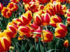 tulips_W18_800.jpg (121514 bytes)