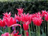 tulips_W3_800.jpg (152078 bytes)