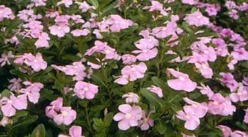 vinca.jpg (20716 bytes)